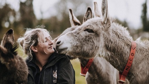 Donkey Nico putting his nose close to his groom.