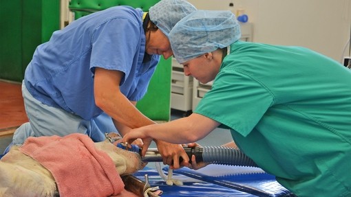 A donkey on an operating table being worked on by vets.