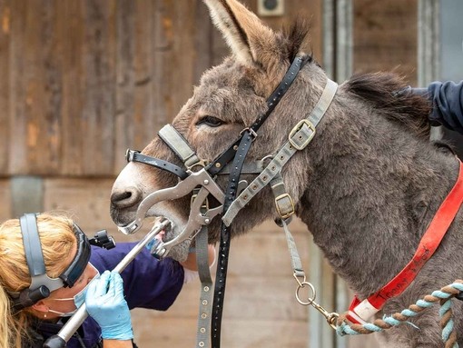 An image of a women wearing a mask and headlight using equipment to inspect a large grey donkeys teeth during a dentistry check-up.