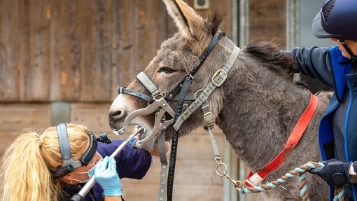 An image of a women wearing a mask and headlight using equipment to inspect a large grey donkeys teeth during a dentistry check-up.