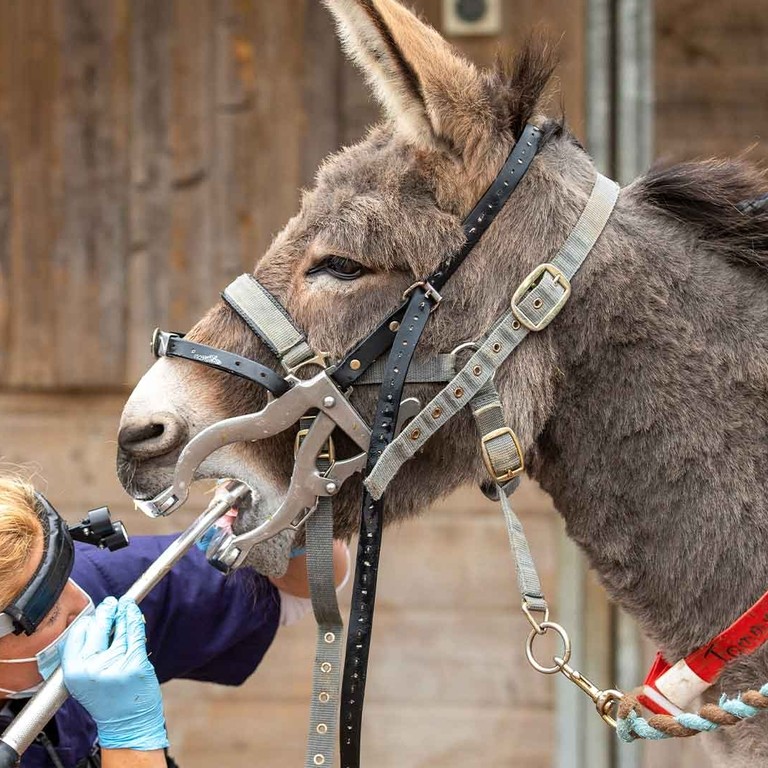 An image of a women wearing a mask and headlight using equipment to inspect a large grey donkeys teeth during a dentistry check-up.