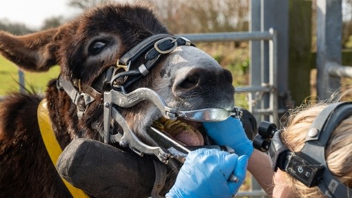 Donkey receiving a dental check