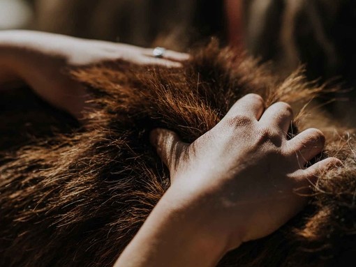 A close-up image of two hands scratching the back of a brown donkey.