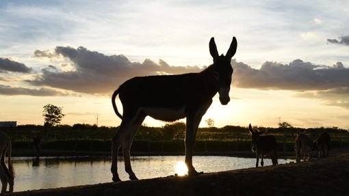Donkey silhouetted against sky