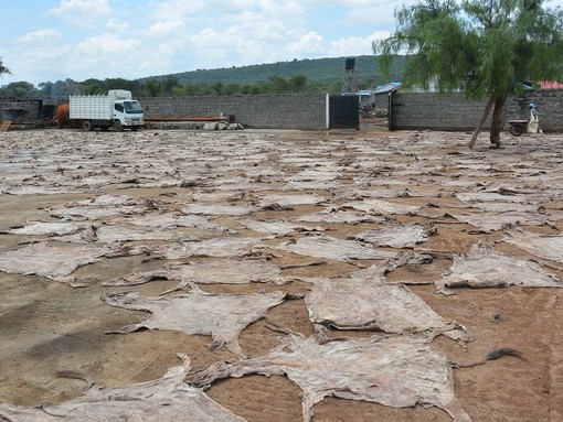 An image of donkey skins on a dirt floor airing out in the sun.