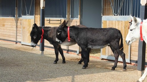 Donkeys in front of stable.