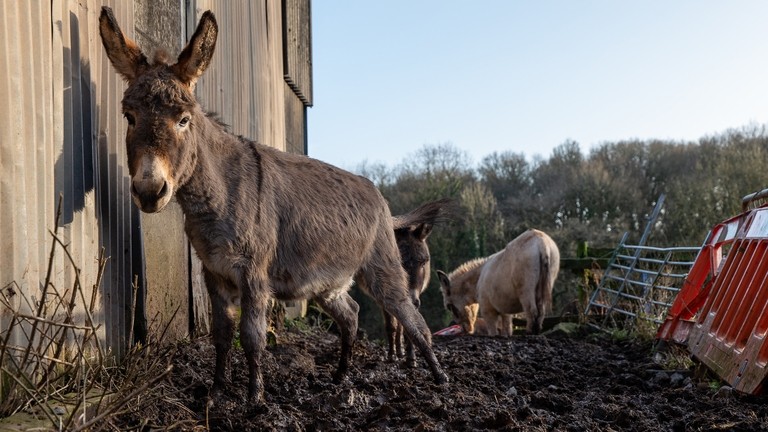 A dark grey donkey stood in thick mud with two other donkeys behind it