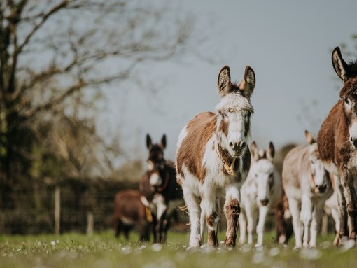 A skewbald and a brown donkey leading a herd of donkeys through a field