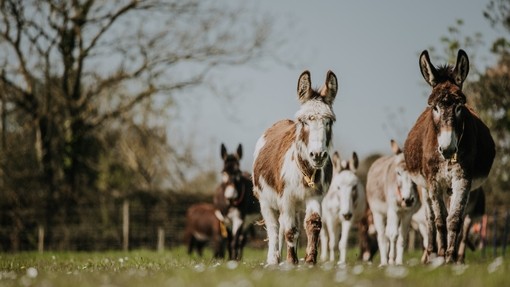 A skewbald and a brown donkey leading a herd of donkeys through a field