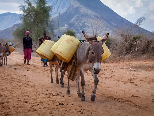 A donkey walking along a dirt track carrying water in two yellow barrels. Two women walk behind.