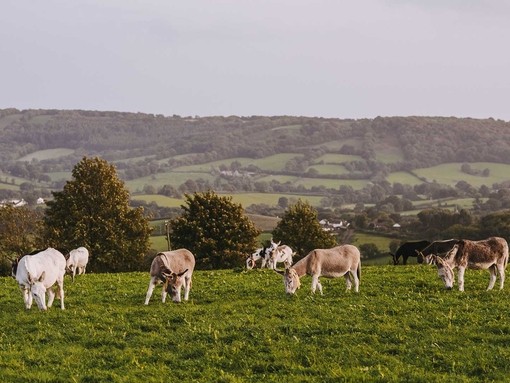 Donkeys at Brookfield Farm.