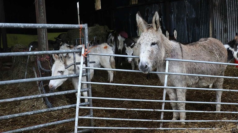 A group of donkeys stuck in a crowded pen with a graphic lock-up saying' Together we can change their story this Christmas'