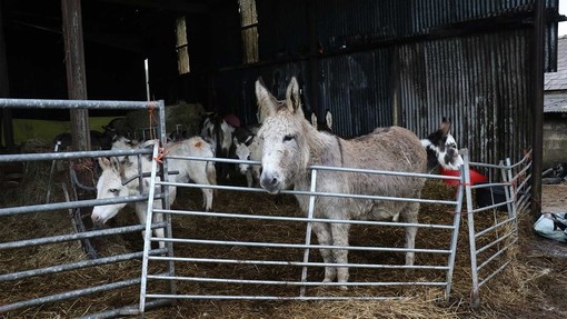 Donkeys at the rescue site in Kidwelly, Carmarthenshire.