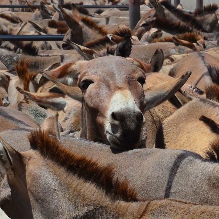 An image of a herd of frightened donkeys tightly packed together in a small enclosed paddock.