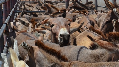 An image of a herd of frightened donkeys tightly packed together in a small enclosed paddock.