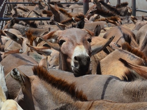 An image of a herd of frightened donkeys tightly packed together in a small enclosed paddock.