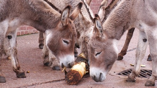 Donkeys chewing non-poisonous log.