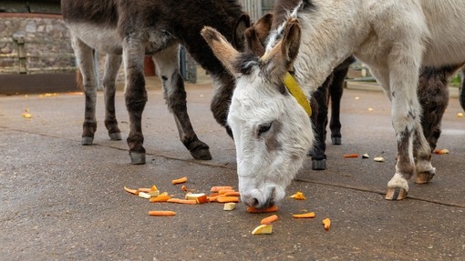 A white donkey with a yellow collar eating chopped up vegetables 