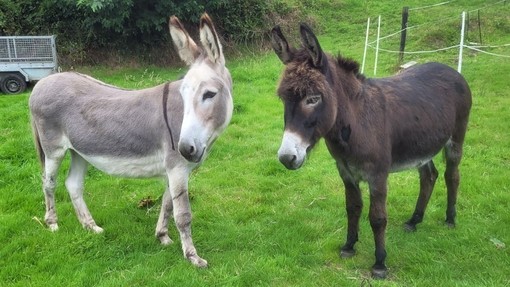 Elle and Conor together in their home