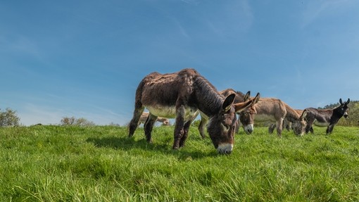 A group of donkeys grazing in a field