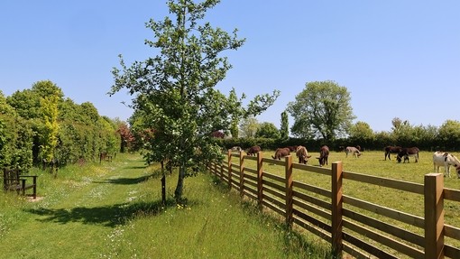 An image of a grass walkway lined by hedges on one side and a wooden fence on the other, with donkeys grazing in the field on the other side of the fence.