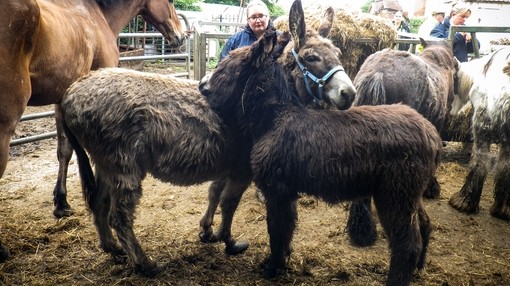 Two donkeys grooming eachother in a muddy field during RSPCA rescue
