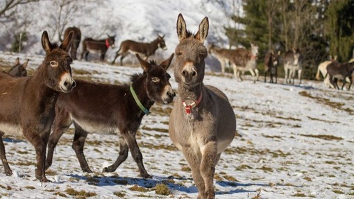 Donkeys in the snow, Il Rifugio degli Asinelli, Italy.