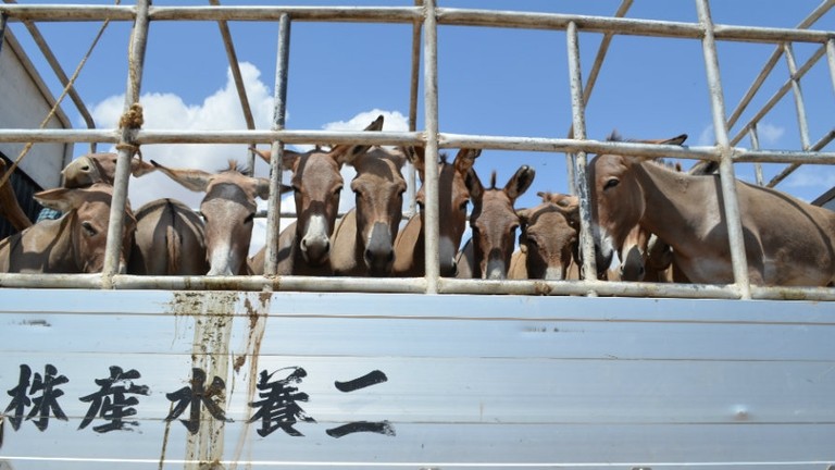 Donkeys in transit, Tanzania.