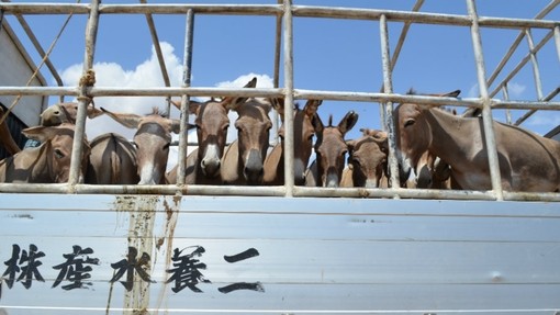 Donkeys in transit, Tanzania.