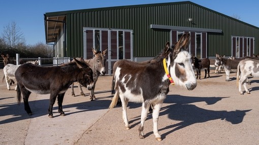An image of a group of donkeys stood in a concrete paddock with a large green shelter behind them.