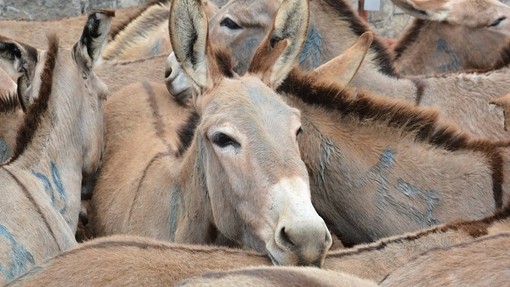 Donkeys in pen waiting slaughter.