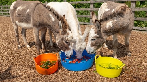 An image of three donkeys with their heads in a shallow blue bucket filled with water and strawberries.