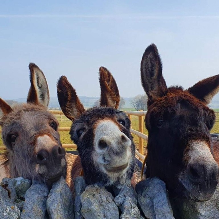 An image of a grey and two brown donkeys resting their heads of a stone wall.