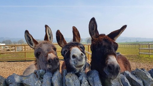 An image of a grey and two brown donkeys resting their heads of a stone wall.