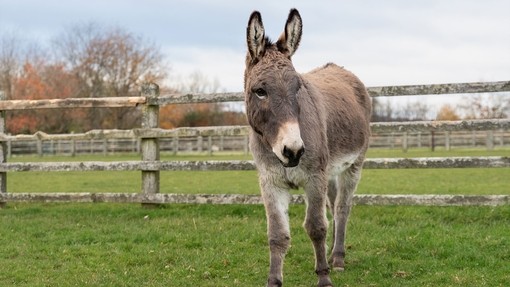 Dougie pictured at his shelter at Sidmouth.