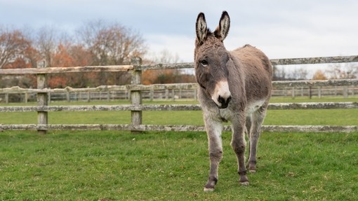 A grey donkey stood walking through a grass paddock in front of a wooden fence.