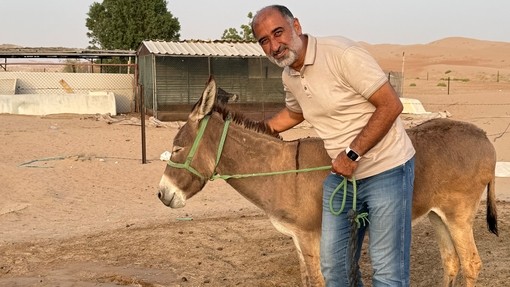 An image of a man holding on a grey donkey as it faces sideways wearing a head harness.