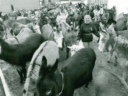 Dr Elisabeth Svendsen with a herd of donkeys