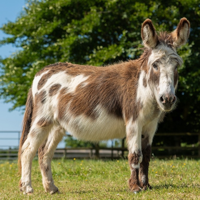 A white and brown donkey stood in a field