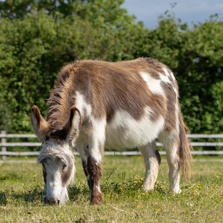 A white and brown donkey stood in a field