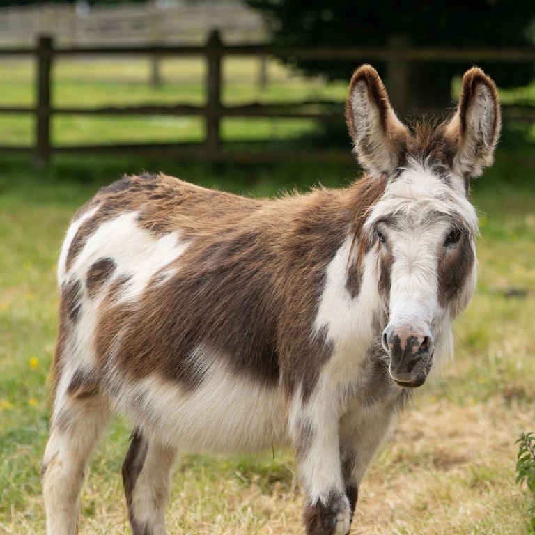 A white and brown donkey stood in a field