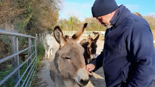 A man wearing a blue beanie hat and blue coat stroking the face of a small grey donkey