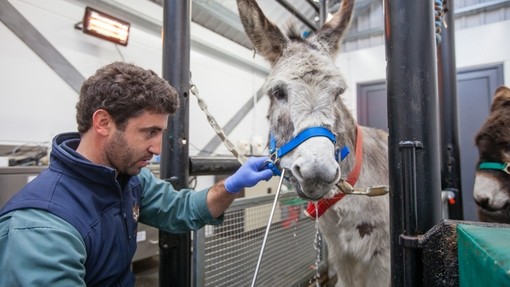 An Equine Dental Technician stands by a donkey rasping its teeth