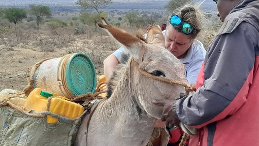 An image of a grey donkey carrying a water container while a women stands behind it providing veterinary treatment
