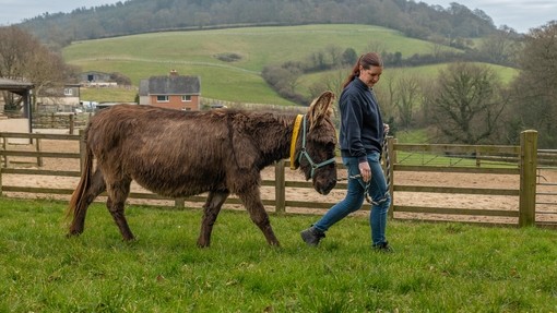 An image of a women leading a brown donkey through an outside paddock with large green fields seen behind them.