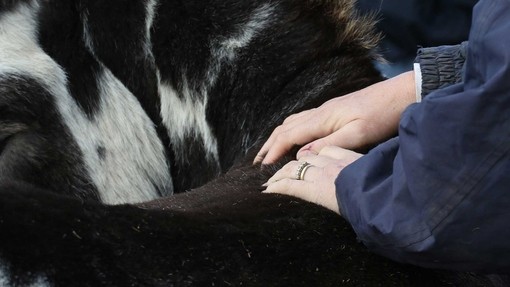 An Equine Welfare Officer touching a black and white donkey's back.