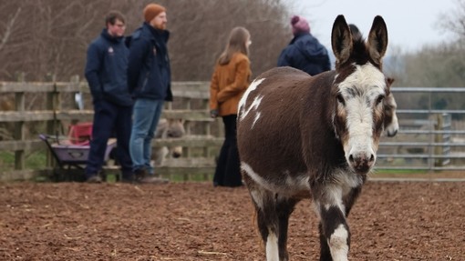 A brown and white donkey walking towards the camera while a group of people stand behind it in the background.