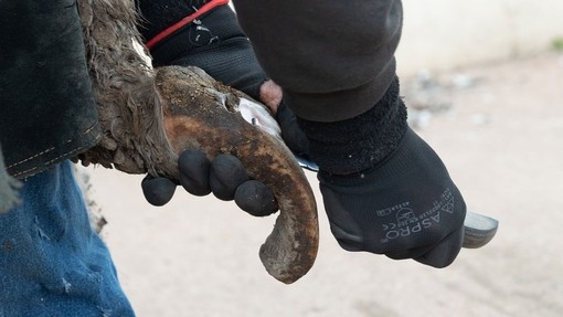 A farrier holds up a donkey's hoof for cutting