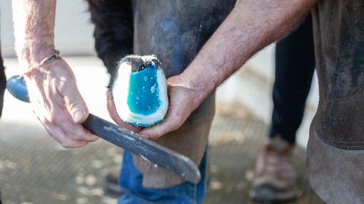 Farrier rasping donkey hoof