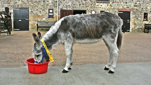 An image of a grey donkey eating from a red bucket in an outdoor, hardstanding paddock.